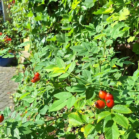 W Ogrodzie Apartament Podkowa Leśna